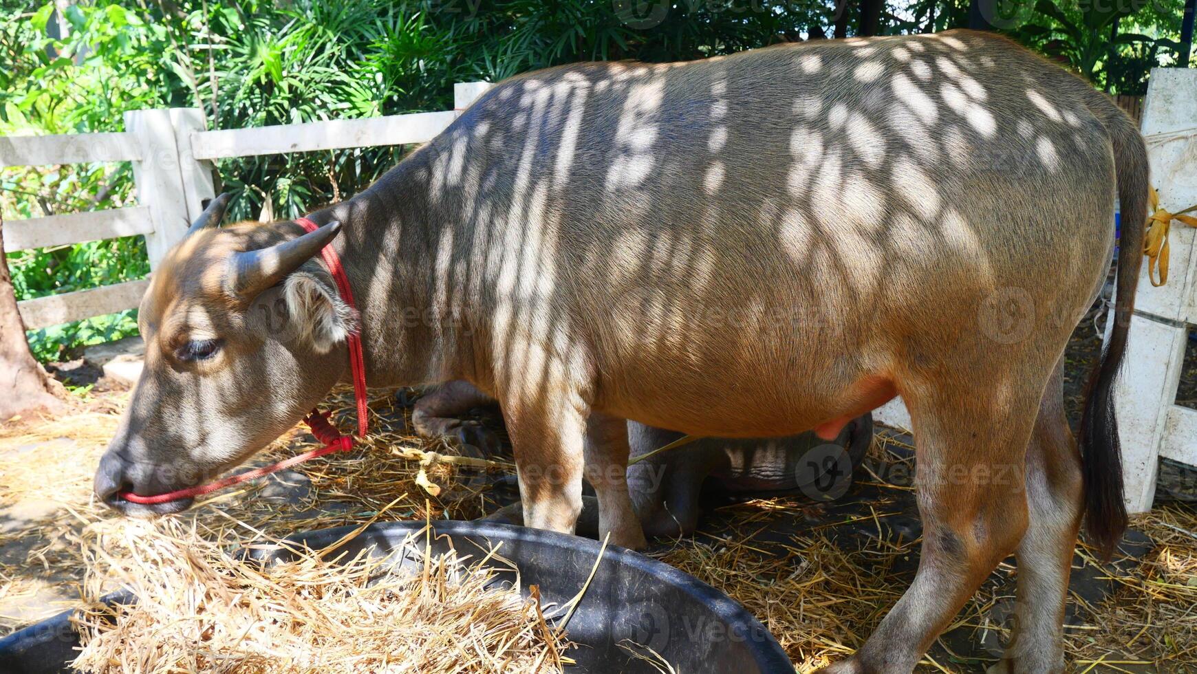 A fat buffalo is standing and eating photo