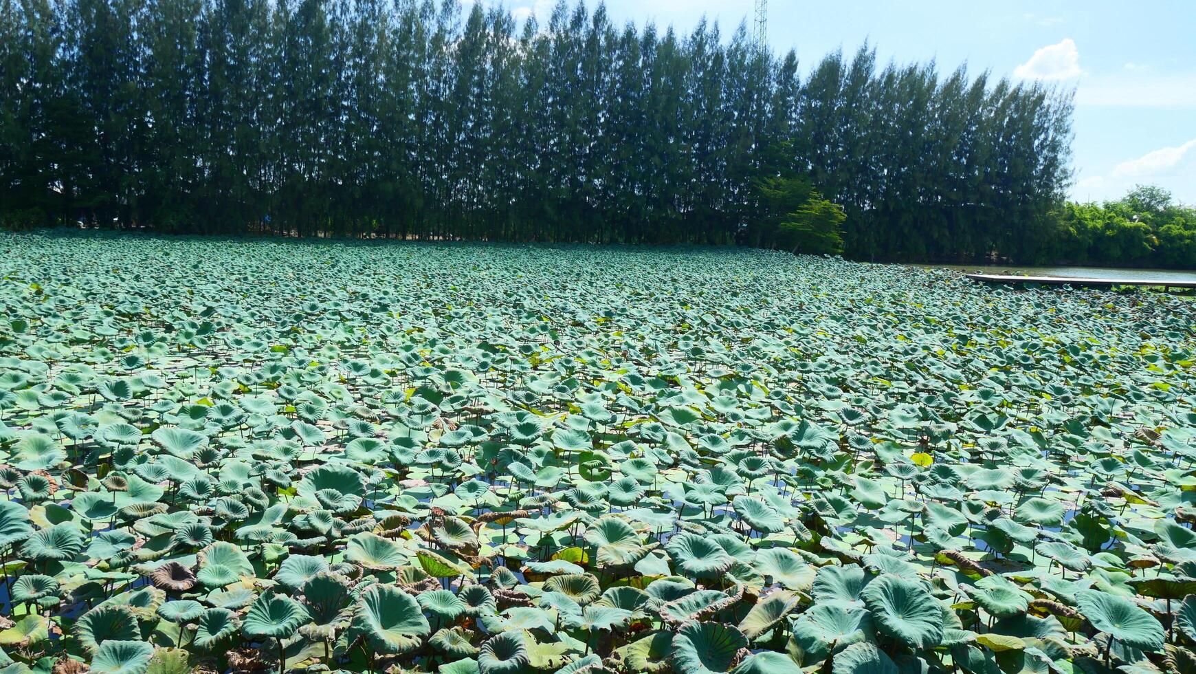 A pond filled with green lotus leaves and a pine tree in the background photo