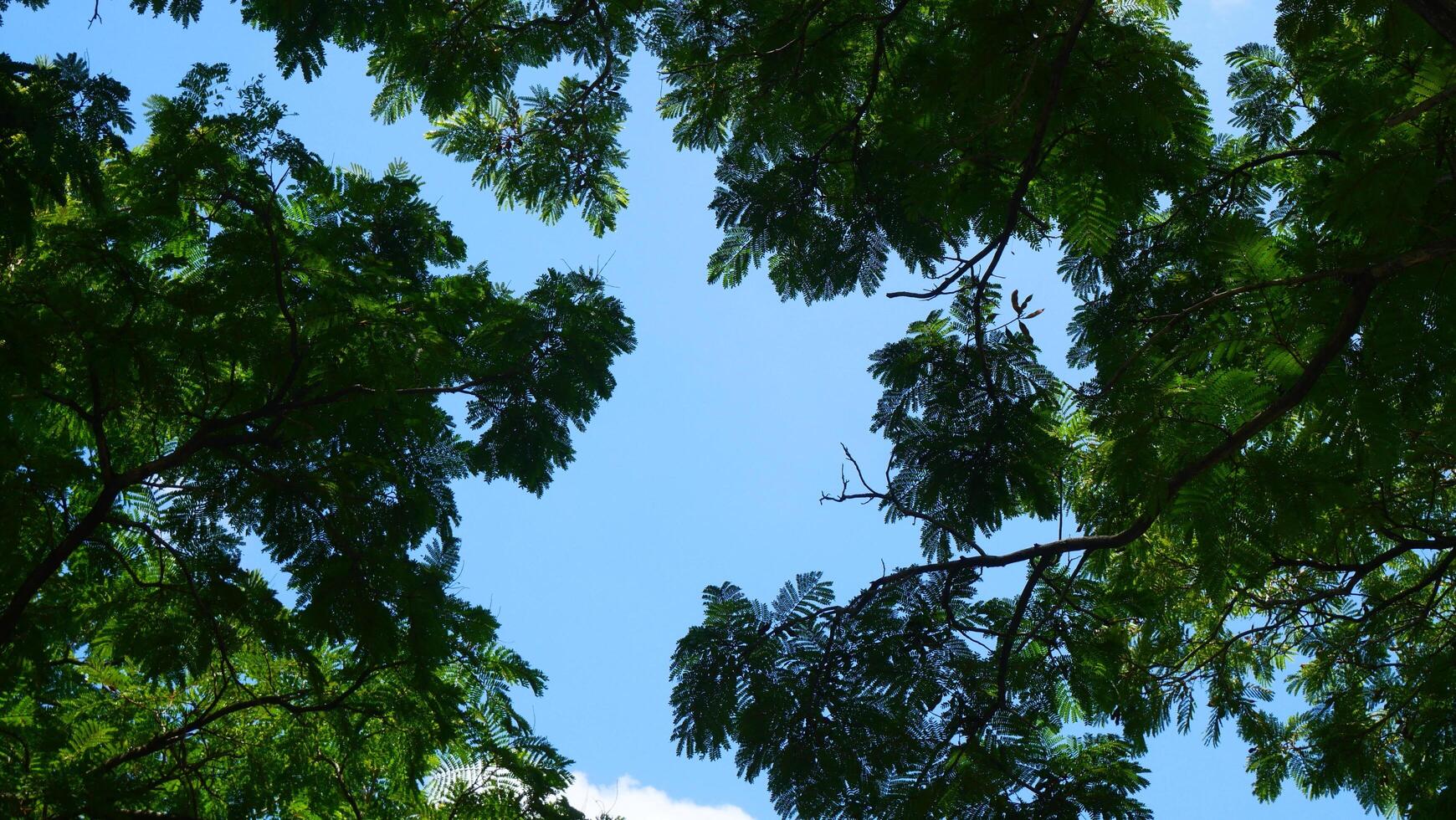 brillante azul cielo, blanco nubes, y hermosa ramas y hojas foto