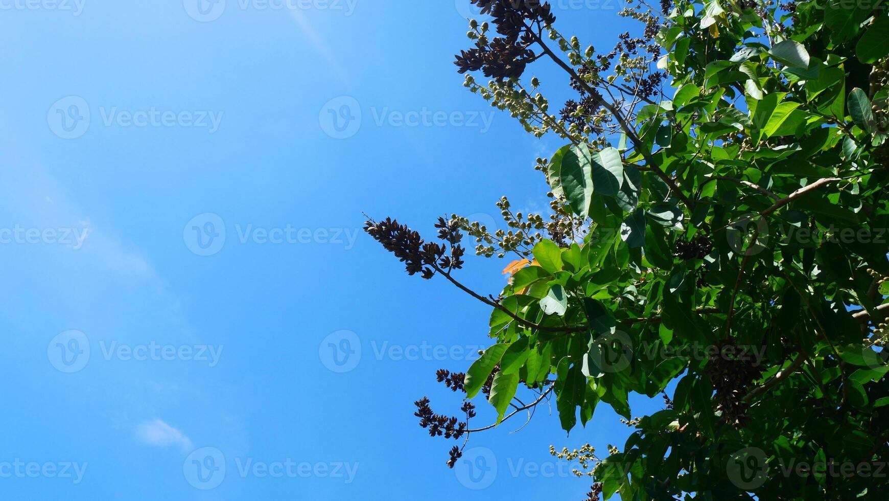 The flowers, fruit, leaves and branches of the Thai crape myrtle or Bungor tree and blue sky as the background photo