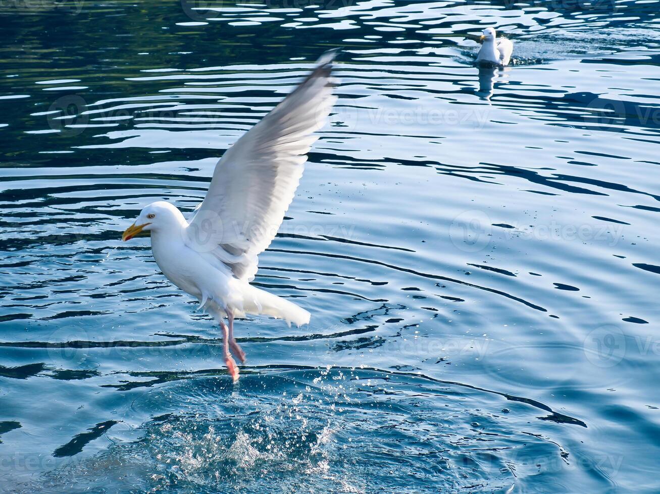 Seagulls in crystal clear water in the Norwegian Fjord. Dynamic movement of the seabird. photo