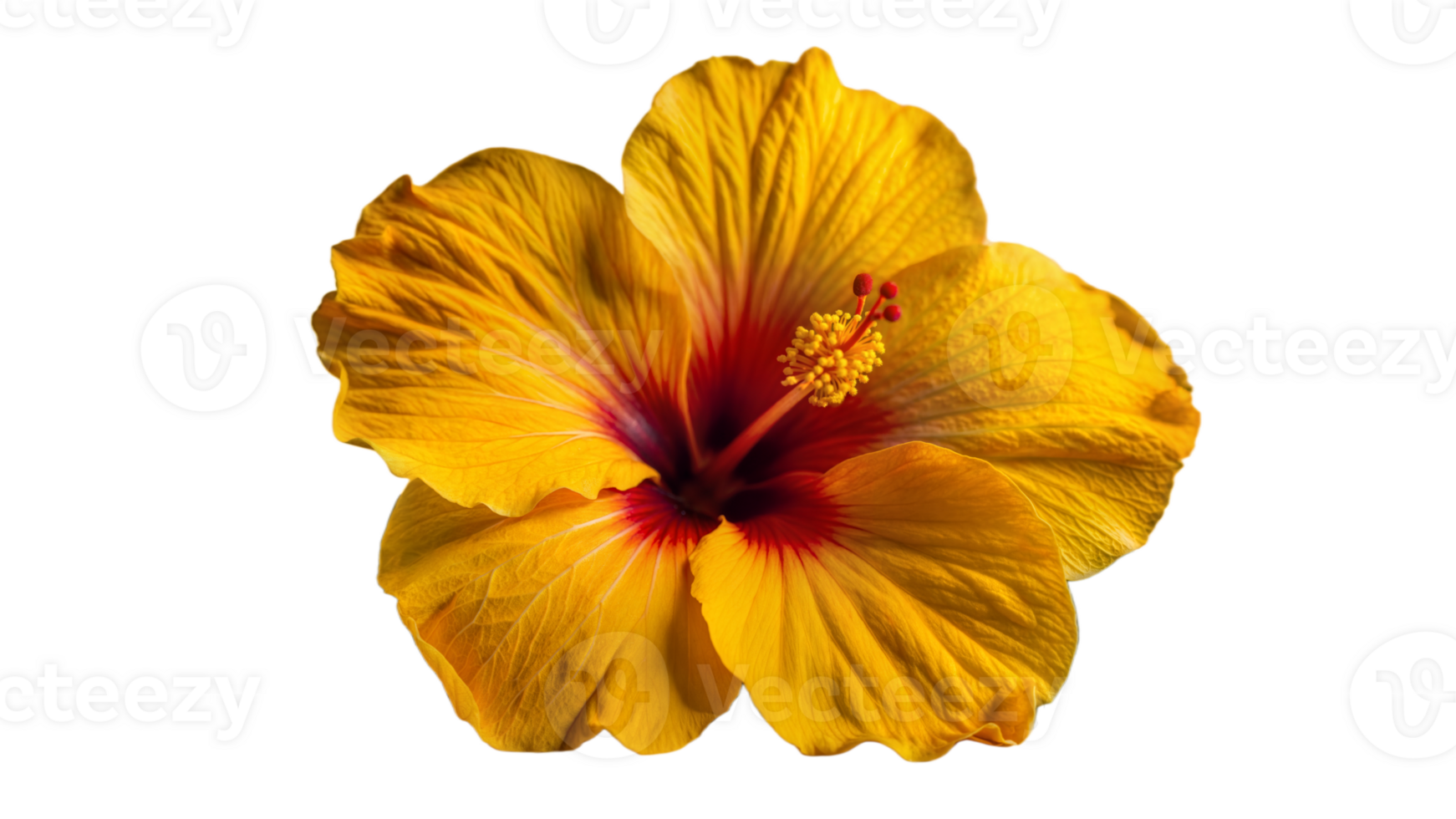 Close-up of vibrant yellow hibiscus flower with red center on transparent background png