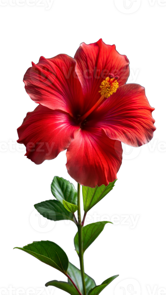 Red hibiscus flower on a transparent background isolated for floral design png