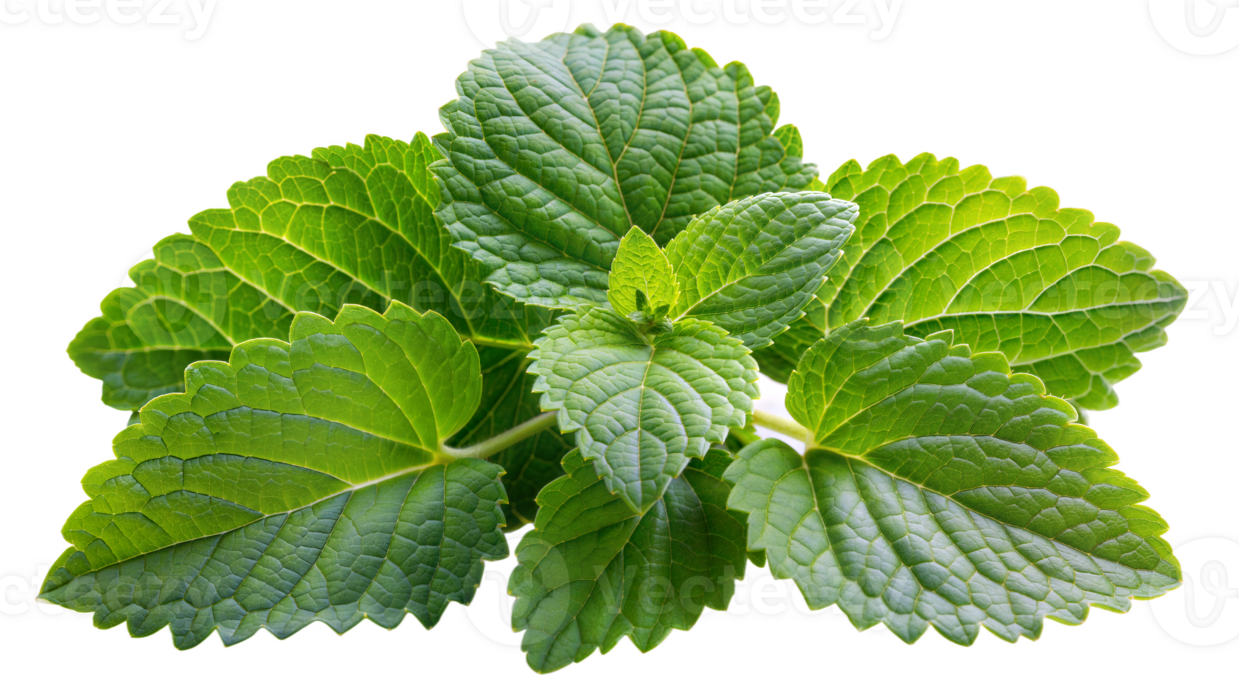 Fresh green patchouli leaves on transparent background png