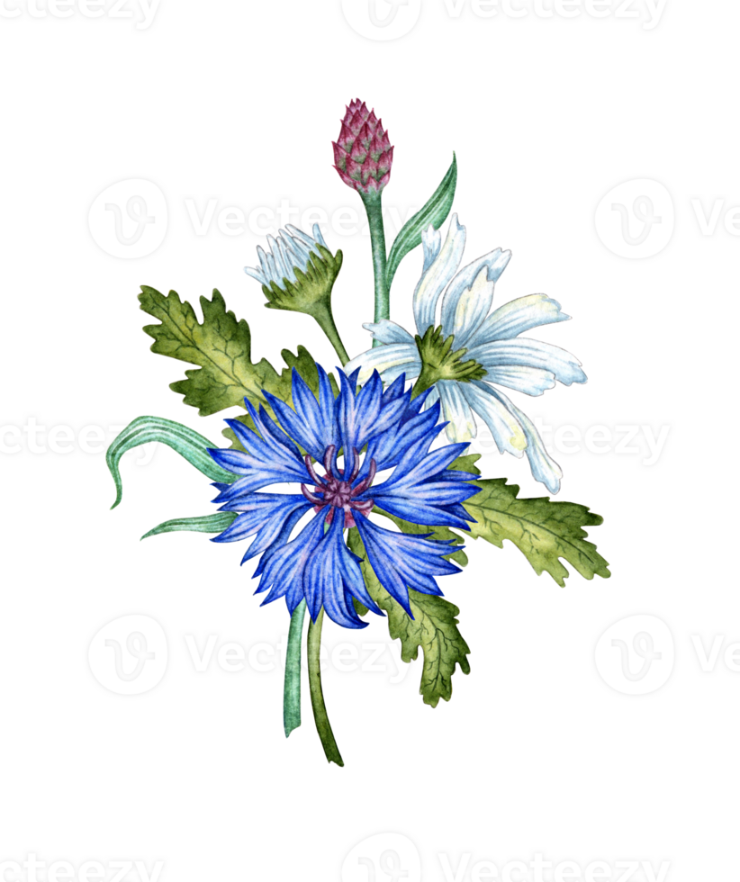 Blue cornflowers and daisies boutonniere bouquet watercolor illustration. Wildflowers botanical composition element isolated from background. Suitable for cosmetics, aromatherapy, medicine, treatment, png