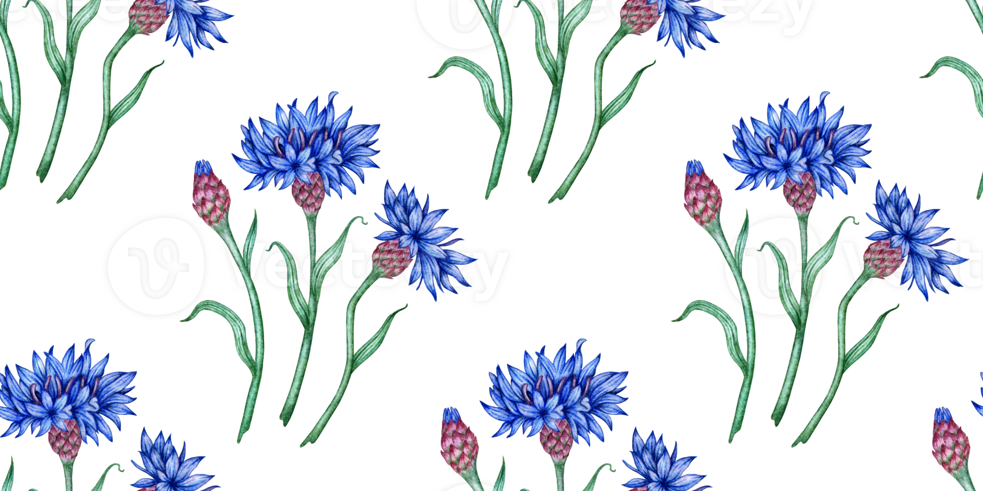 Cornflowers pattern blue flowers watercolor illustration. Botanical composition element isolated from background. Suitable for cosmetics, aromatherapy, medicine, treatment, care, design, png