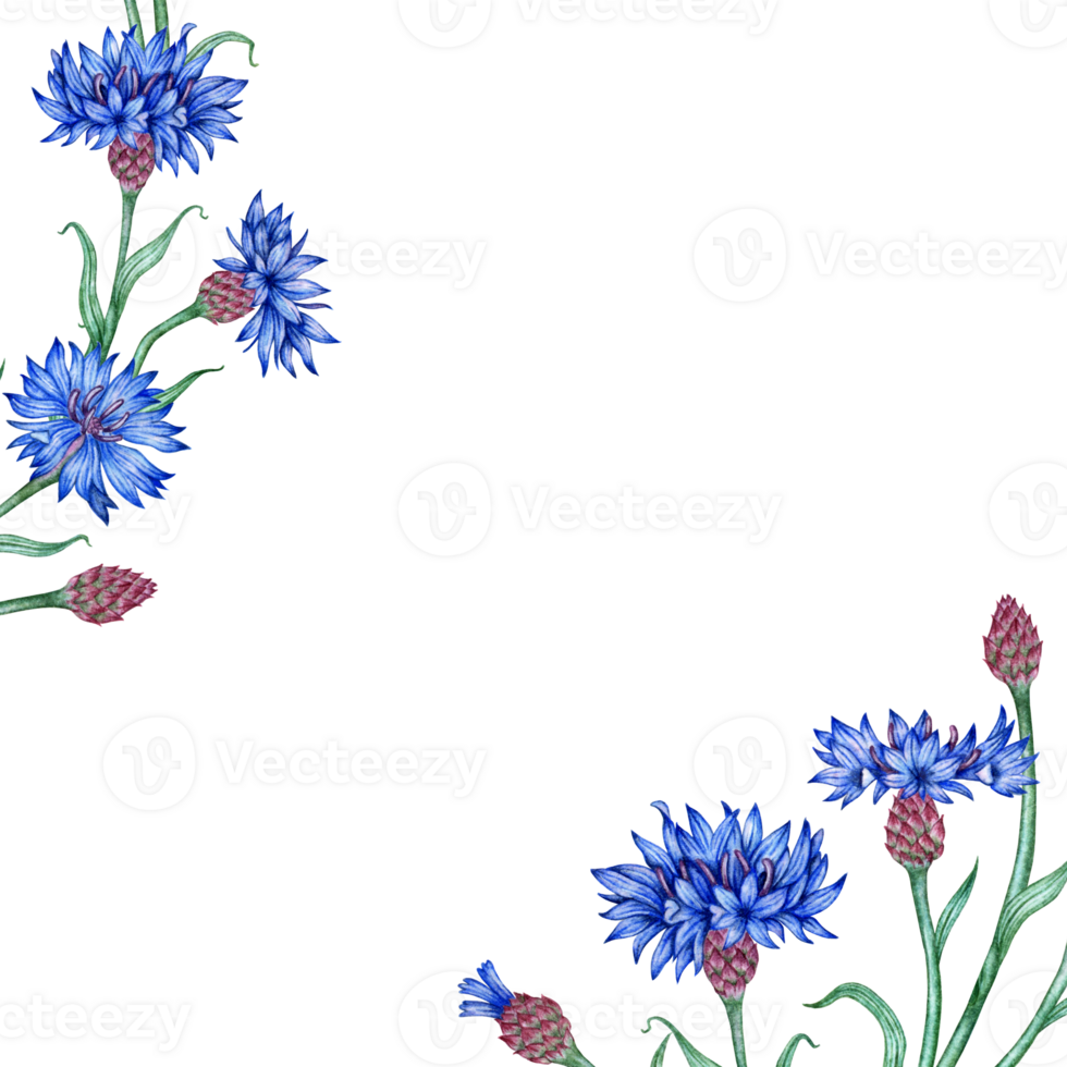 Cornflowers blue flowers frame corner in watercolor png
