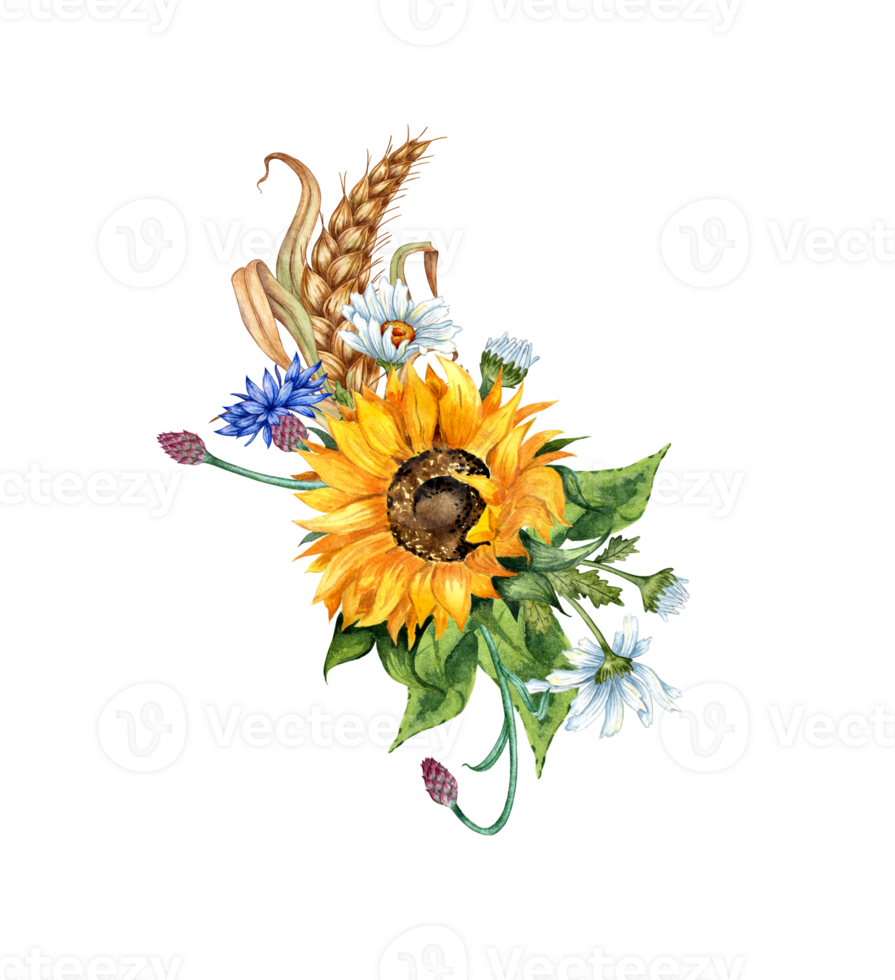Sunflower, daisies, cornflower, ears of wheat boutonniere watercolor illustration. Harvest Festival. The bouquet is isolated from the background. Compositions posters, cards, banners, flyers, covers png