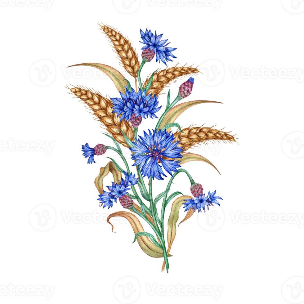 Blue cornflowers and ears of wheat bouquet watercolor illustration. Botanical composition element isolated from background. Suitable for cosmetics, aromatherapy, medicine, treatment, care, design, png
