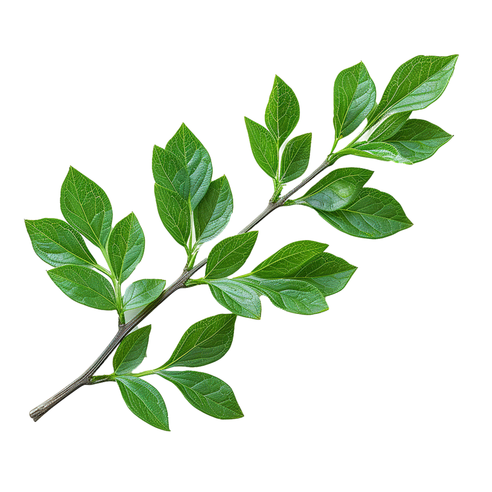 Green leaves and twigs of rue Hyperrealistic Highly Detailed isolated on transparent background png