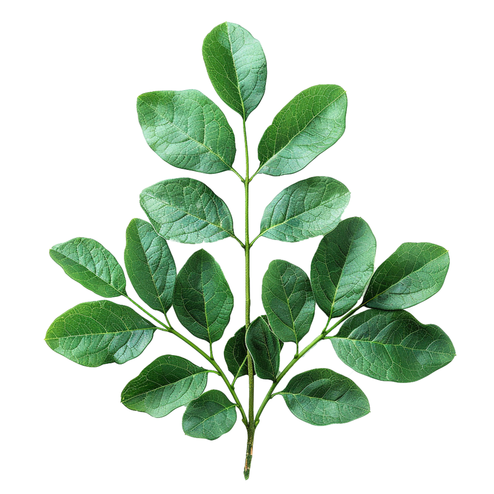 Green leaves and twigs of rue Hyperrealistic Highly Detailed isolated on transparent background png