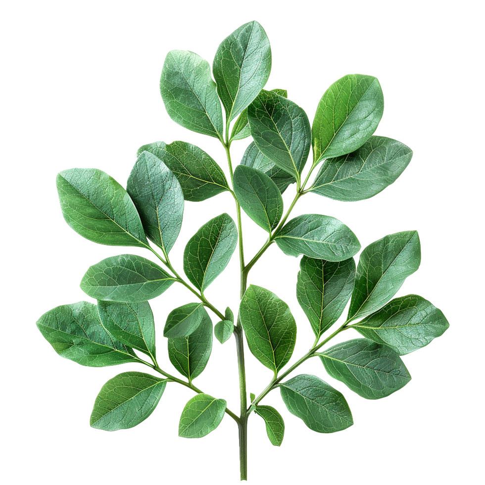 Green leaves and twigs of rue Hyperrealistic Highly Detailed isolated on transparent background png