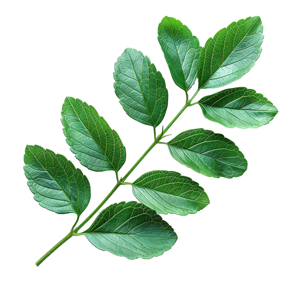 Green leaves and twigs of rue Hyperrealistic Highly Detailed isolated on transparent background png