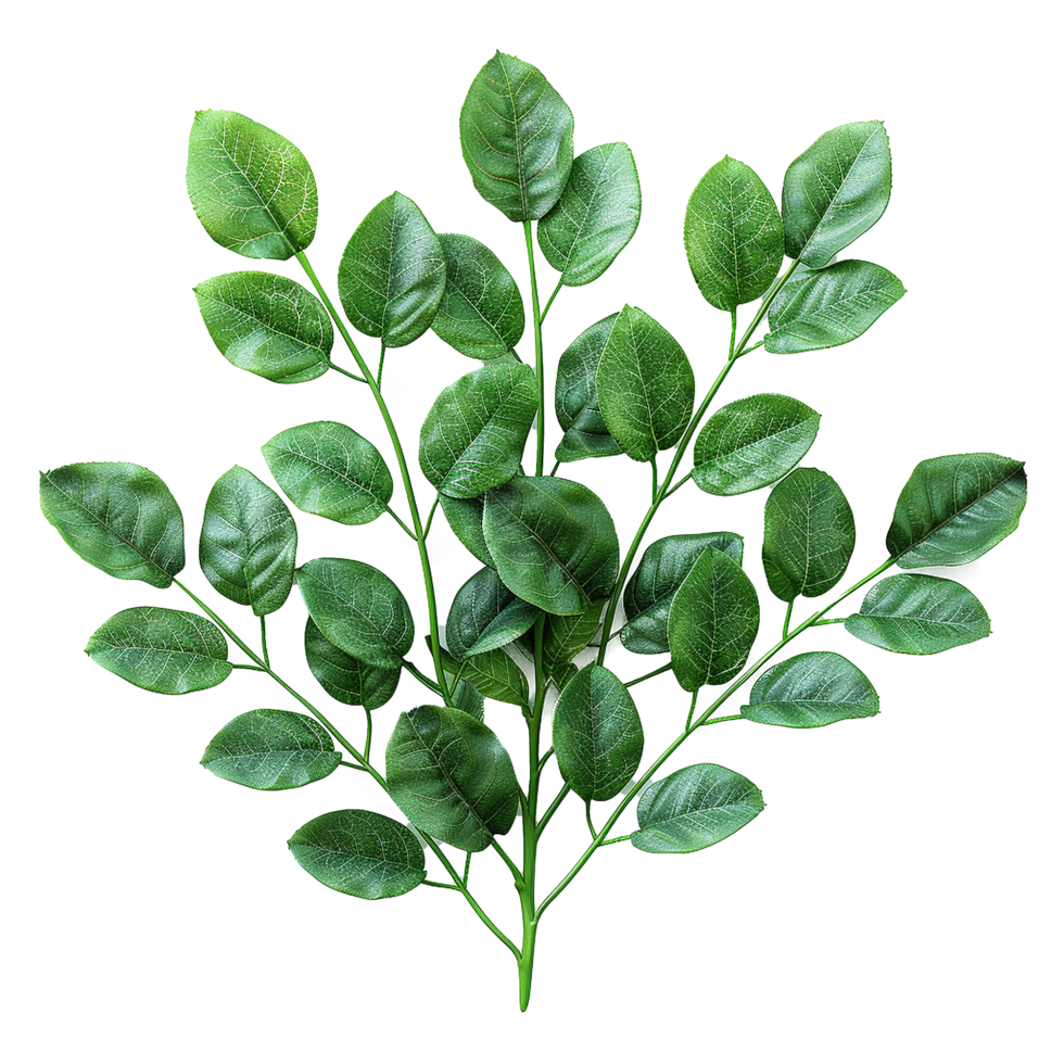 Green leaves and twigs of rue Hyperrealistic Highly Detailed isolated on transparent background png
