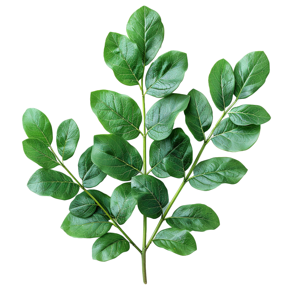 Green leaves and twigs of rue Hyperrealistic Highly Detailed isolated on transparent background png