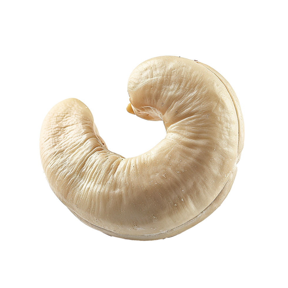 Caju cashew nut isolated on transparent background png