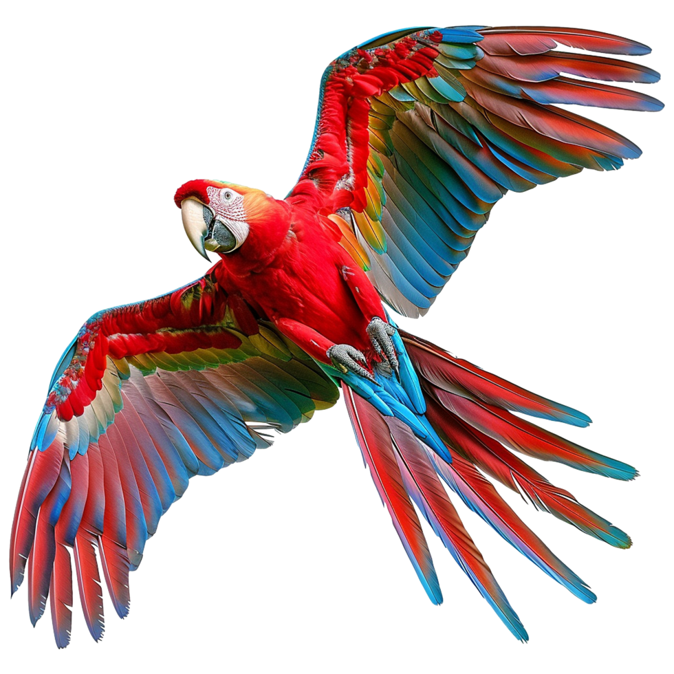 Flying Macaw parrot isolated on transparent background png