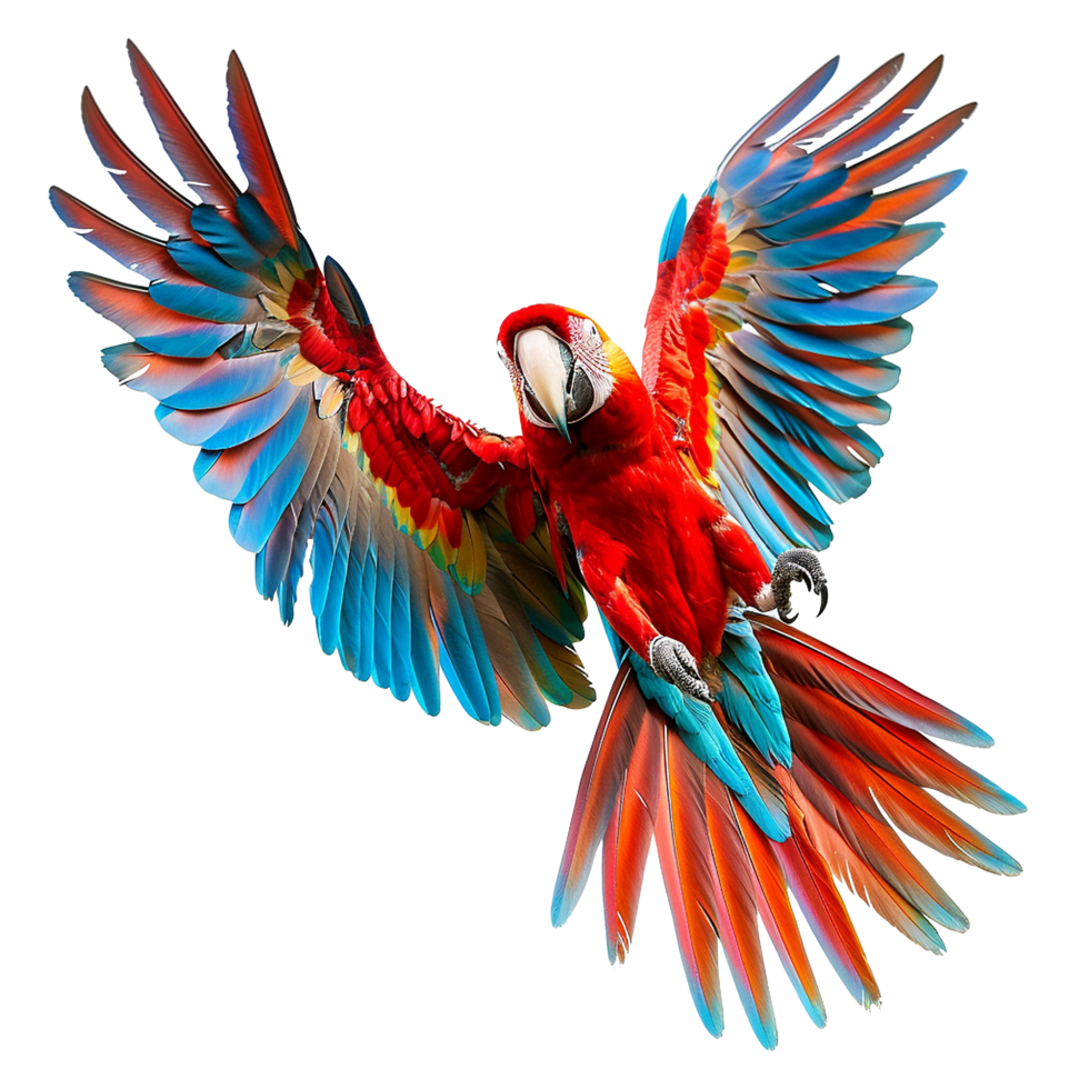 Flying Macaw parrot isolated on transparent background png