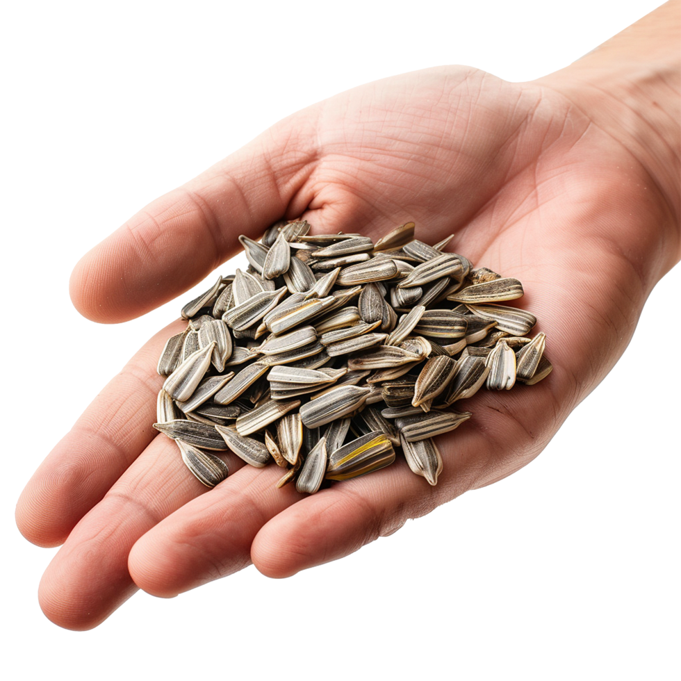 Sunflower Seeds in Hand isolated on transparent background png