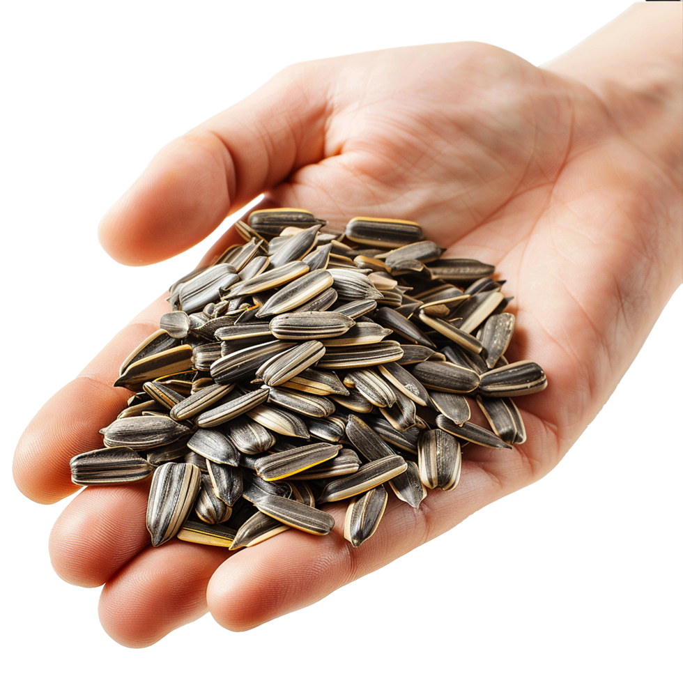 Sunflower Seeds in Hand isolated on transparent background png