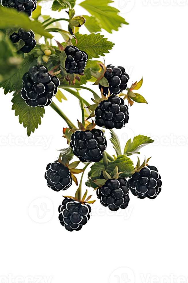 isolated blackberries on transparency background png
