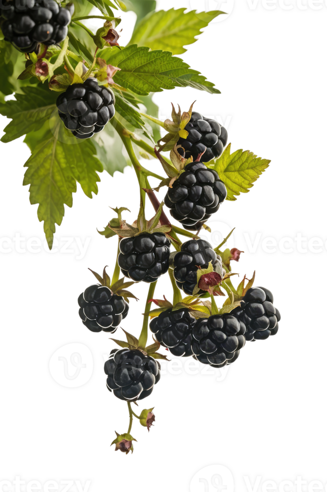 isolated blackberries on transparency background png