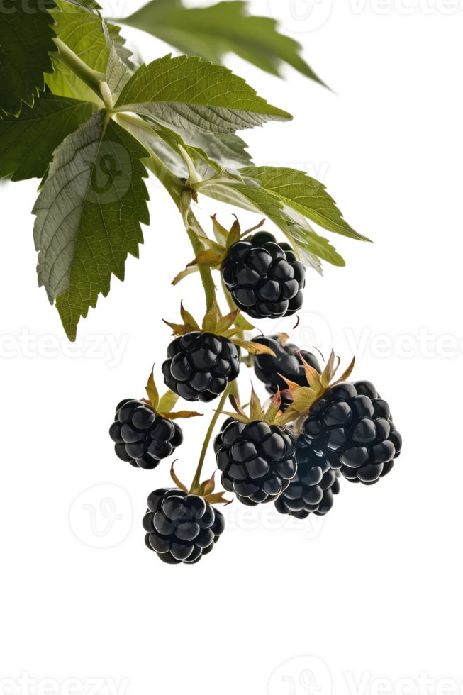 isolated blackberries on transparency background png