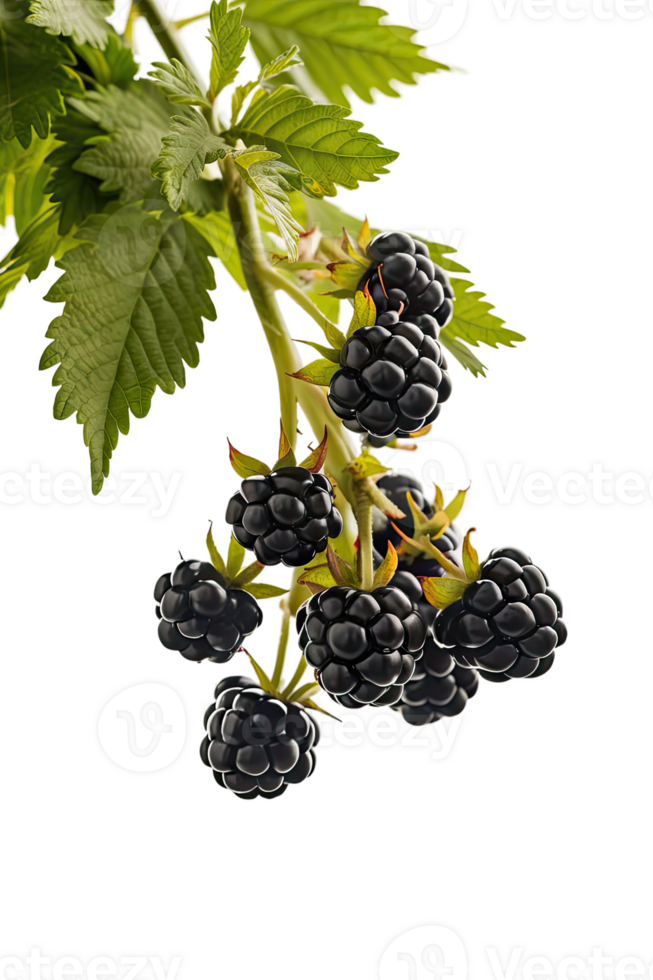 isolated blackberries on transparency background png