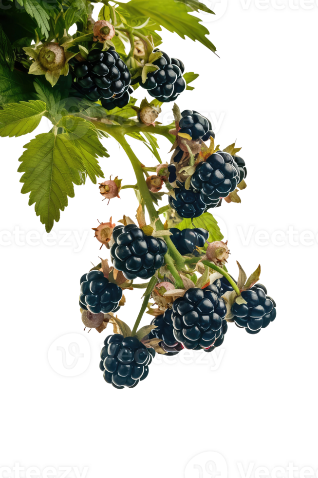 isolated blackberries on transparency background png