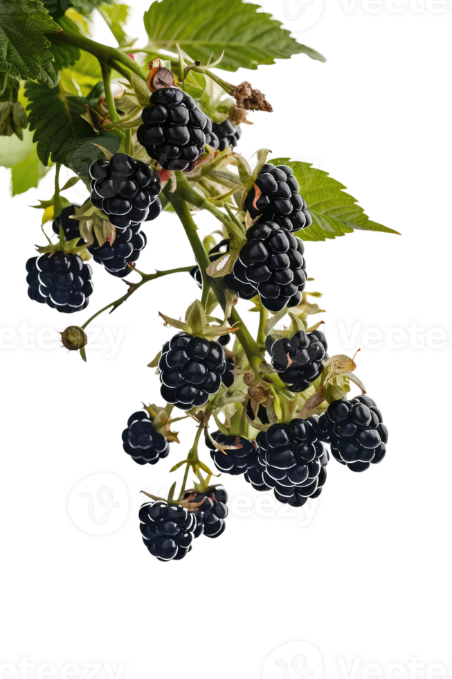 isolated blackberries on transparency background png
