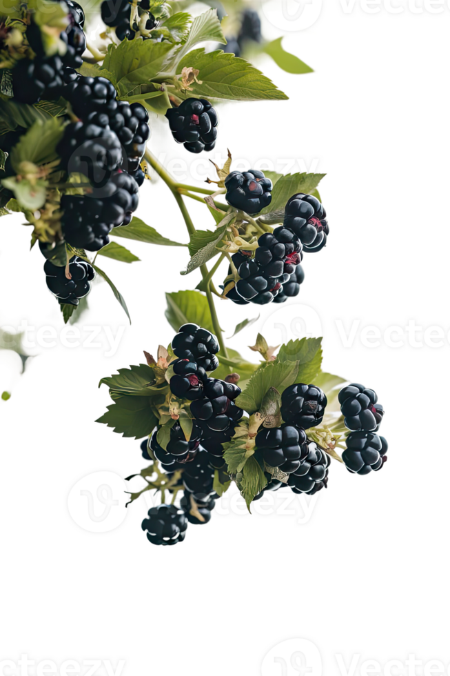 isolated blackberries on transparency background png