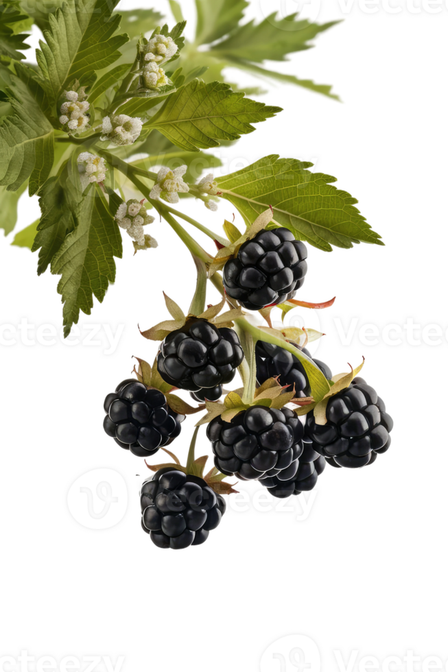 isolated blackberries on transparency background png