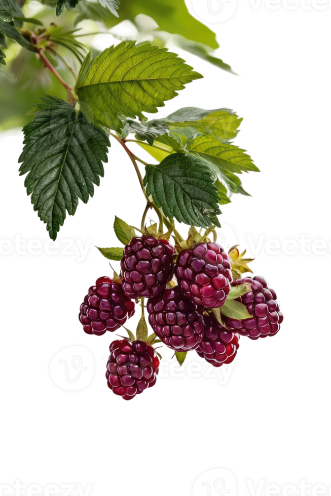 Ripe Strawberries on a Branch png