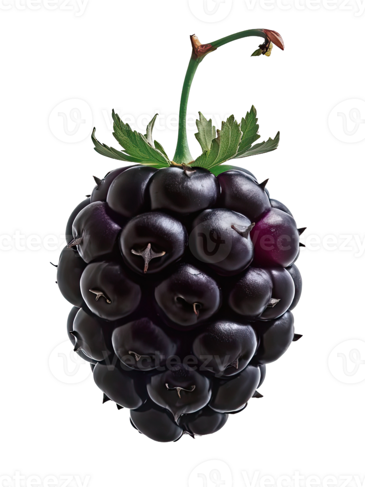 Blackberry with a Leaf png