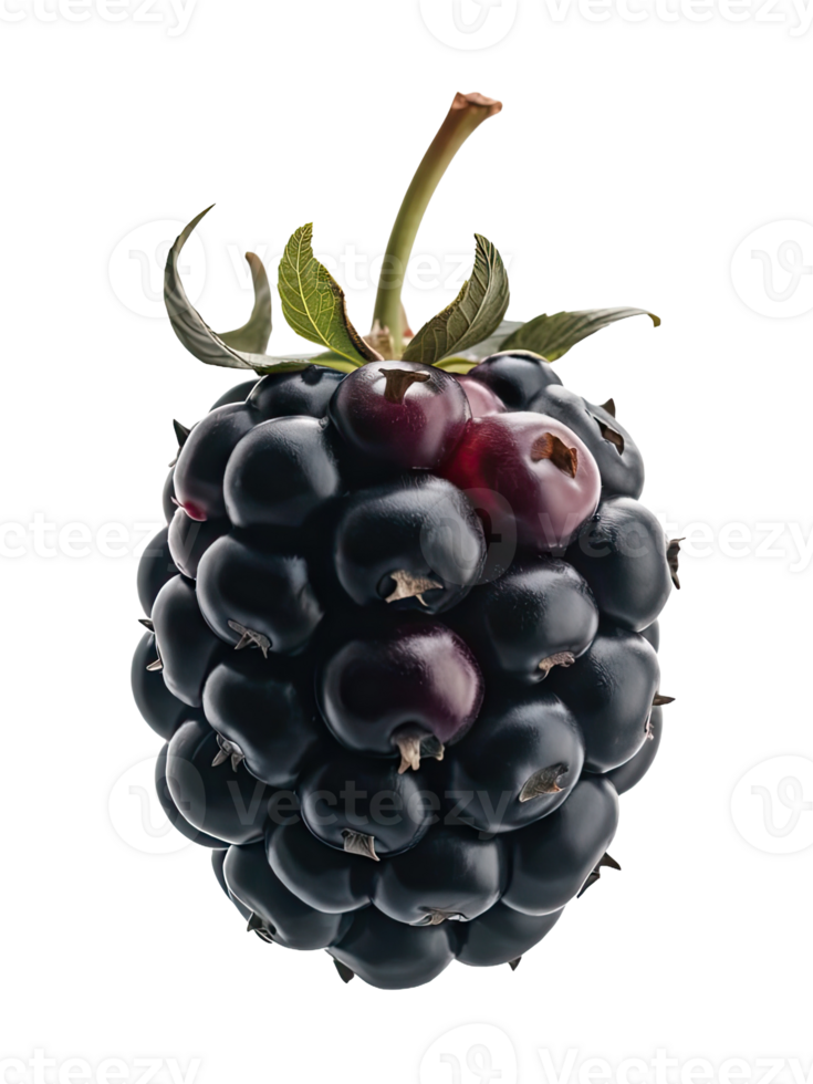 Blackberry with a Leaf png