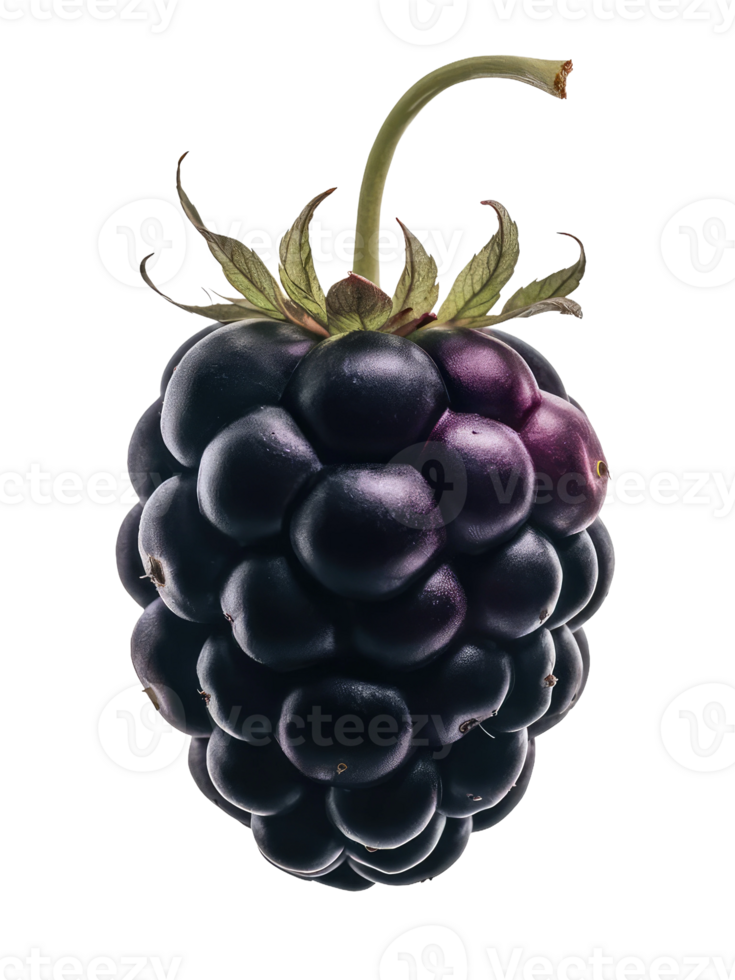 Blackberry with a Leaf png