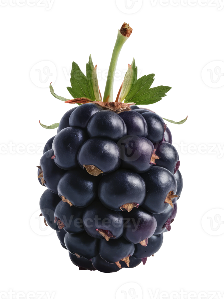 Blackberry with a Leaf png
