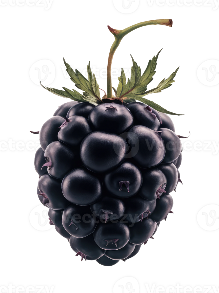 Blackberry with a Leaf png