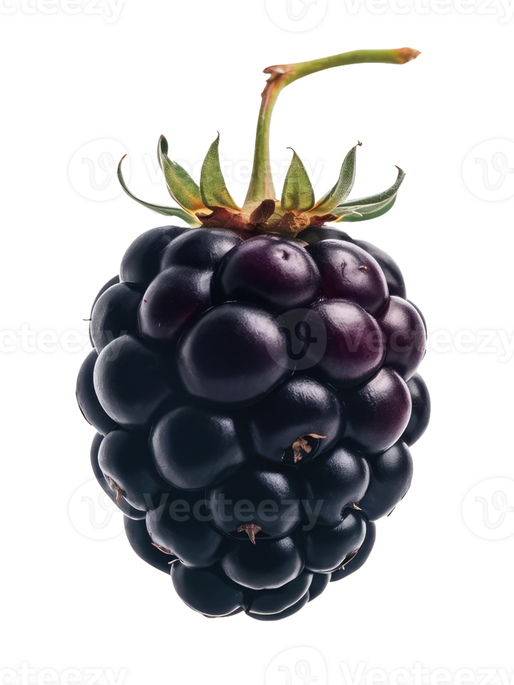 Blackberry with a Leaf png