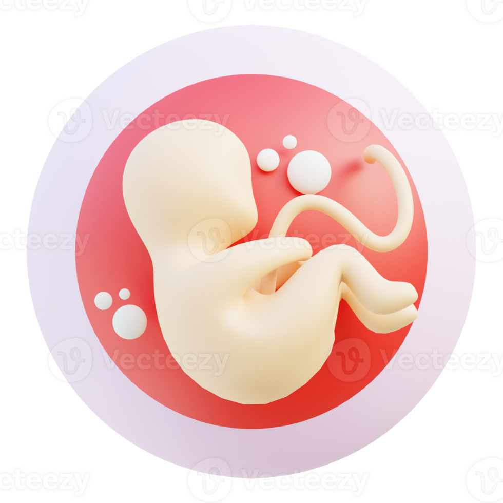 Embryo 3d illustration png