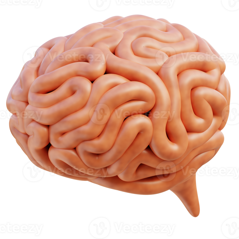 Brain 3d illustration png