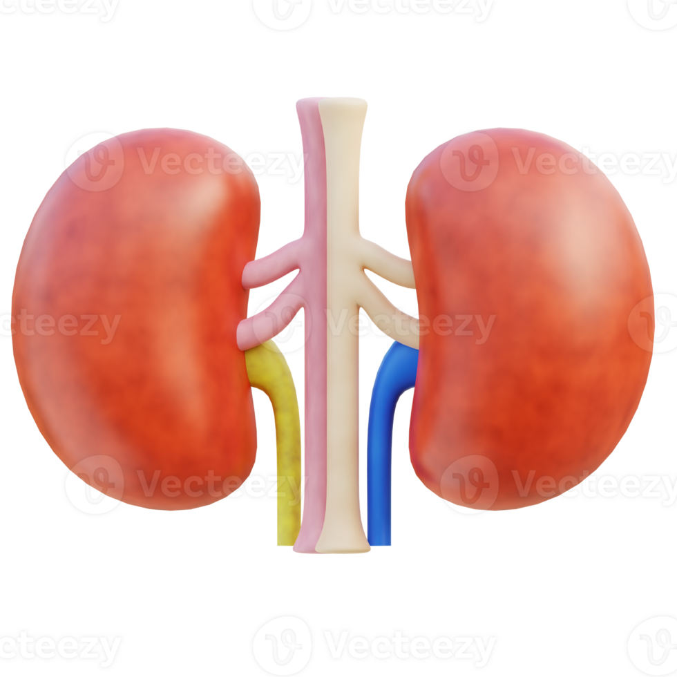 Kidney 3d illustration png