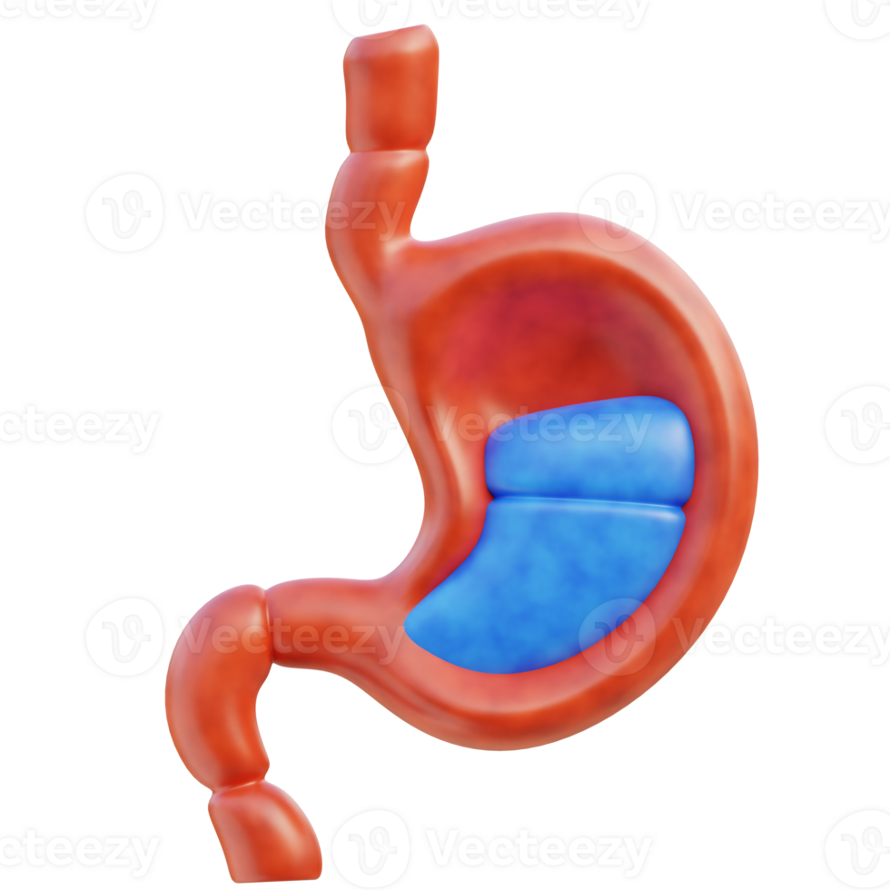 Stomach 3d illustration png