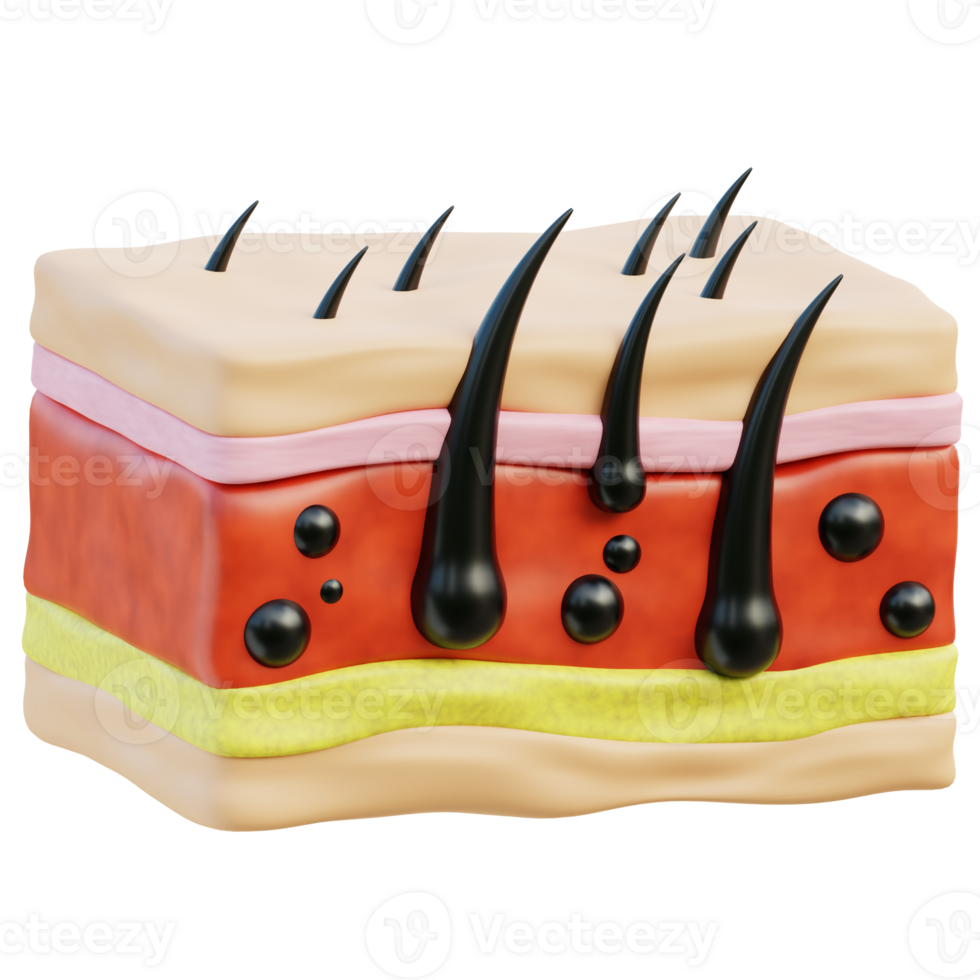 Skin 3d illustration png