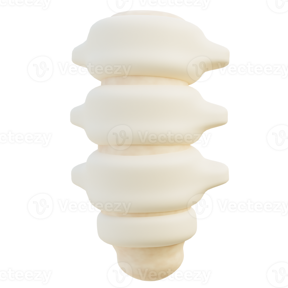 Spine 3d illustration png