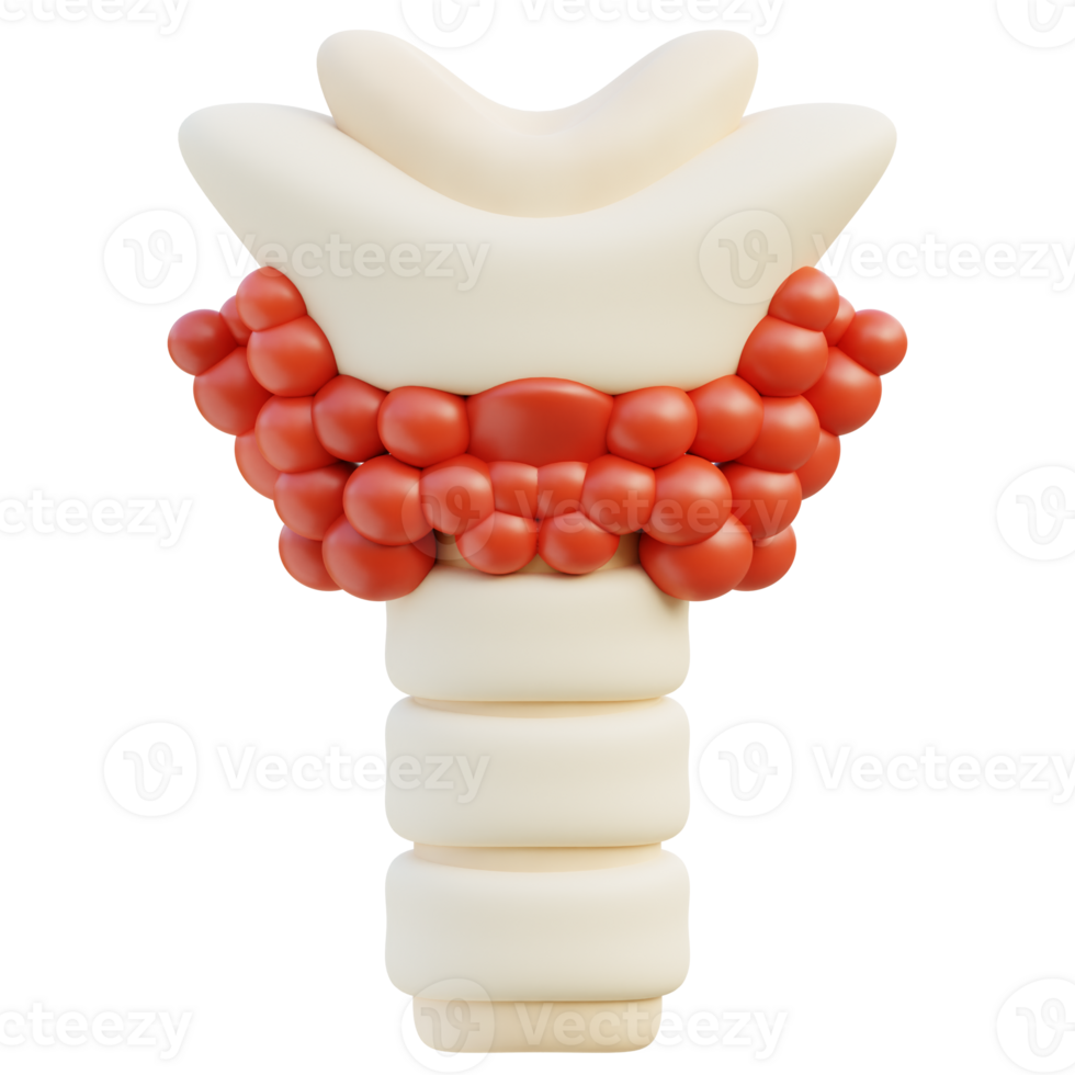 Thyroid 3d illustration png