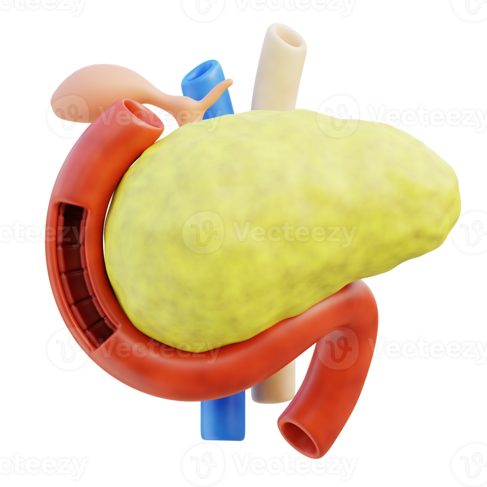 pancreas 3d illustration png