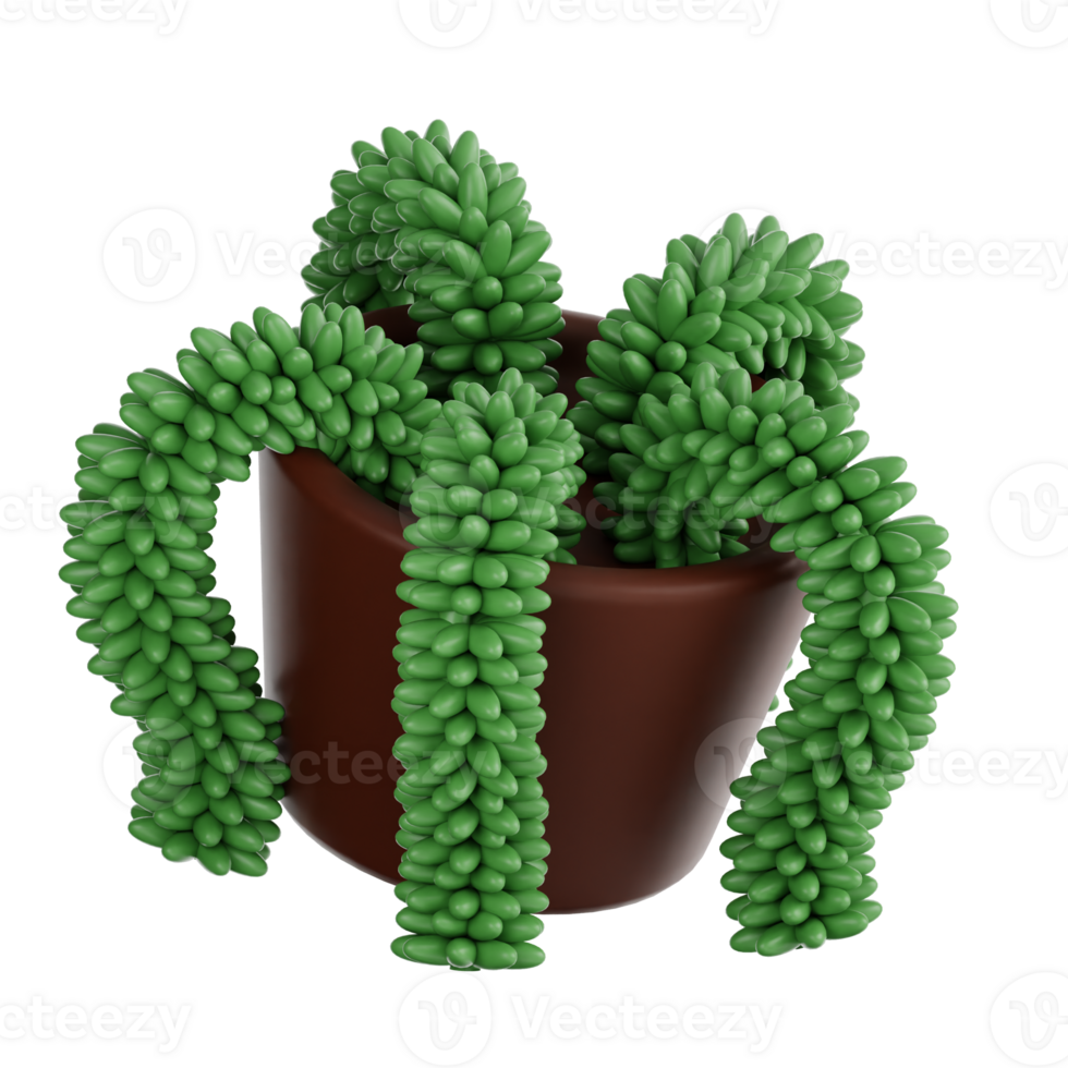 Donkey Tail Plant 3d illustration png