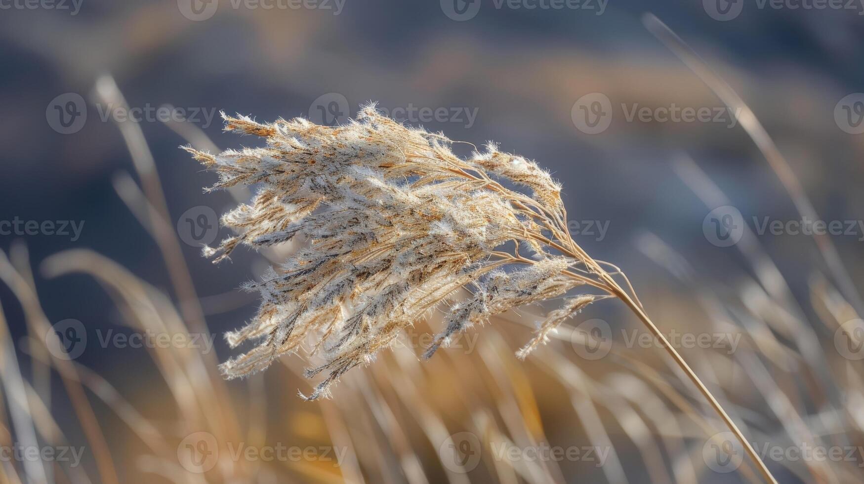 The dry appears to be a beautiful dance partner effortlessly keeping up with the changing tempo of the wind photo