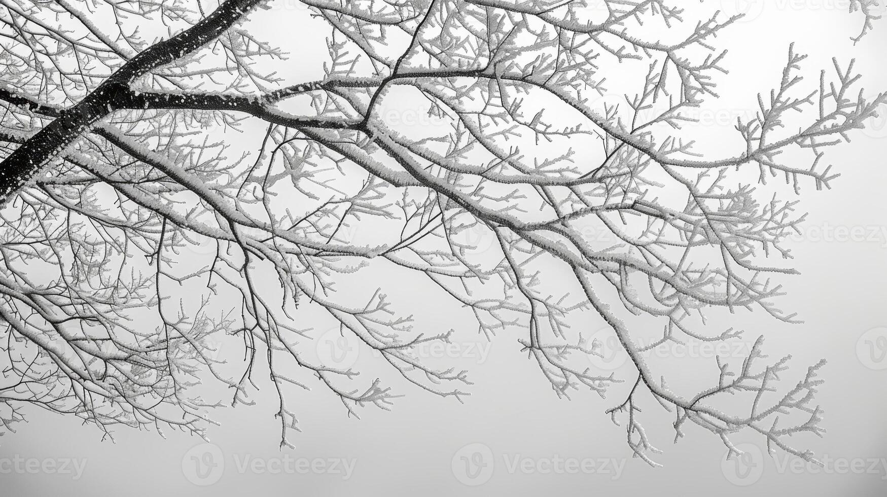 The glass is adorned with branching patterns of frost like a winter forest. Black and white art. photo